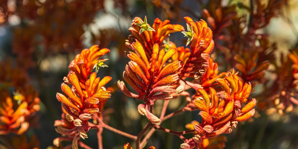 Лапка Кенгуру или Анигозантос — вечнозеленый цветок, растущий только в Австралии